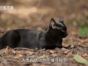 黑色沙漠手游消失的浣熊任务攻略！救浣熊必看的3个隐藏技巧