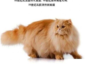 零界之痕波斯猫厉有多强？解析这只猫咪的超凡实力！