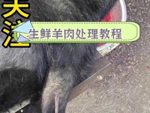 猎手之王抓羊攻略，掌握方法与技巧轻松捕获