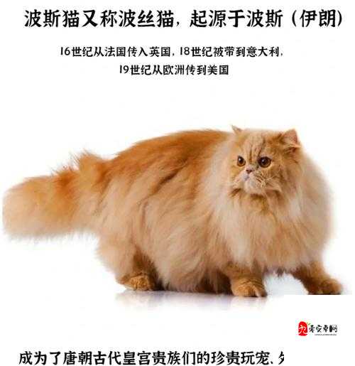 零界之痕波斯猫厉有多强？解析这只猫咪的超凡实力！